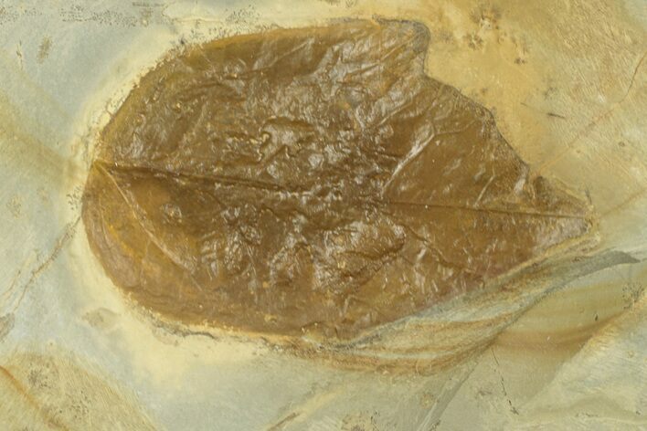 Fossil Leaf (Cissites rocklandensis) - Uncommon Species #269307